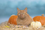 red cat