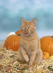red cat