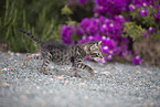 Kitten