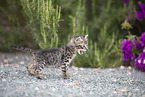 Kitten