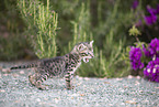 Kitten