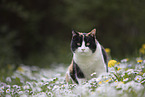 cat in summer