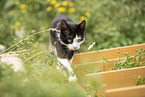 cat in the countryside