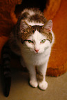 cat