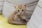 Kitten