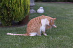 cat
