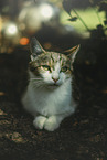 cat