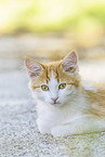 young cat