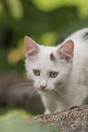 young cat