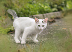 young cat