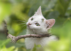 young cat