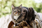 lying cat