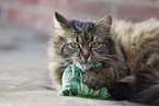 tabby cat