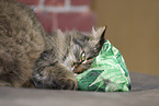 tabby cat