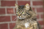 tabby cat
