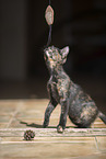 young cat
