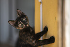young cat