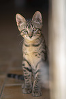 young cat
