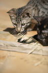 young cats