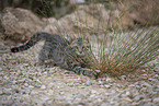young cat