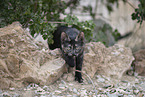 young cat