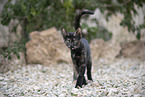 young cat