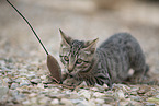young cat