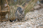 young cat