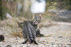 young cat