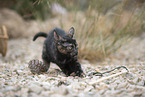 young cat