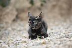young cat