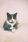 lying cat