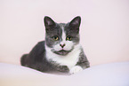 lying cat