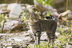 tabby cat