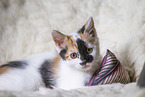 young cat
