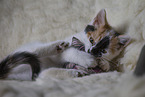 young cat