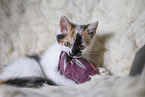 young cat