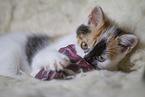 young cat