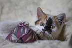 young cat