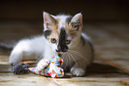 young cat