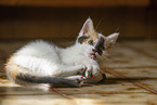 young cat