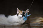 young cat