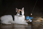 young cat