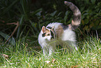 young cat