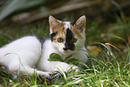 young cat