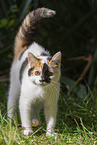 young cat