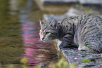 tabby cat