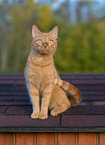 red cat