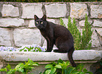 adult cat