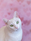 adult cat